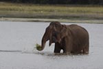 Wilpattu National Park 17 October 2020