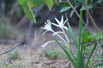 Wilpattu National Park 18, 19 july 2020