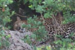 Wilpattu National Park 18, 19 july 2020