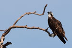 Wilpattu National Park 18, 19 july 2020