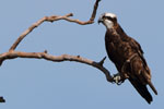 Wilpattu National Park 18, 19 july 2020