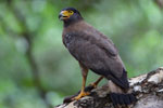 Wilpattu National Park 18, 19 july 2020