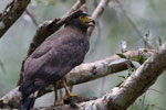 Wilpattu National Park 18, 19 july 2020