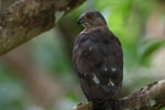 Wilpattu National Park 18, 19 july 2020