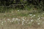 Notes on Field Trips Wilpattu National Park