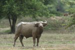 Notes on Field Trips Wilpattu National Park