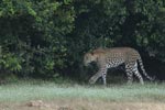 Notes on Field Trips Wilpattu National Park