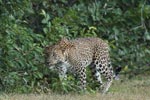 Notes on Field Trips Wilpattu National Park