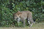 Notes on Field Trips Wilpattu National Park