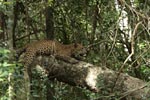 Notes on Field Trips Wilpattu National Park