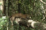 Notes on Field Trips Wilpattu National Park