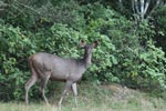 Notes on Field Trips Wilpattu National Park