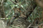 Notes on Field Trips Wilpattu National Park