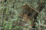 Notes on Field Trips Wilpattu National Park