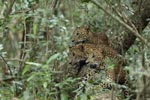 Notes on Field Trips Wilpattu National Park