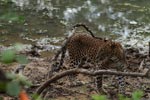 Notes on Field Trips Wilpattu National Park