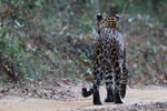 Wilpattu National Park 18th - 20th September 2021