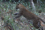 Wilpattu National Park 18th - 20th September 2021