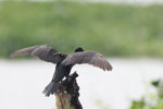 Wilpattu National Park 18th - 20th September 2021