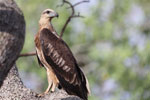 Wilpattu National Park 18th - 20th September 2021