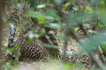 Wilpattu National Park 18th - 20th September 2021