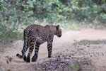 Wilpattu National Park 18th - 20th September 2021