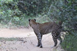 Wilpattu National Park 18th - 20th September 2021