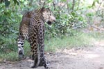 Wilpattu National Park 18th - 20th May 2019