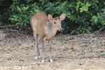 Wilpattu National Park 18th - 20th May 2019