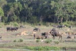 Wilpattu National Park 18th - 20th May 2019