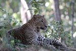Wilpattu National Park 18th - 20th May 2019