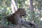 Wilpattu National Park 18th - 20th May 2019