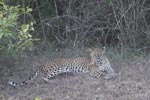 Wilpattu National Park 18th - 20th May 2019