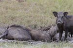 Wilpattu National Park 18th - 20th May 2019