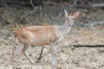 Wilpattu National Park 18th - 20th May 2019