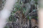 Wilpattu National Park 18-21 December 2021
