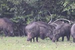 Wilpattu National Park 18-21 December 2021
