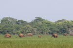 Wilpattu National Park 18-21 December 2021