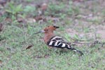 Wilpattu National Park 18-21 December 2021