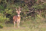 Wilpattu National Park 18-21 December 2021