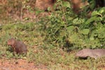 Wilpattu National Park 18-21 December 2021