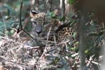 Wilpattu National Park 18-21 December 2021