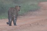 Wilpattu National Park 18-21 December 2021