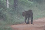 Wilpattu National Park 18-21 December 2021