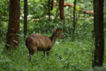 Notes on Field Trips Wilpattu National Park