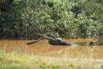 Notes on Field Trips Wilpattu National Park