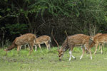 Notes on Field Trips Wilpattu National Park