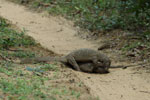 Notes on Field Trips Wilpattu National Park