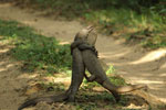 Notes on Field Trips Wilpattu National Park