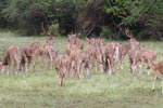 Notes on Field Trips Wilpattu National Park